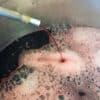 Kirschsaft fließt beim Entsaften aus einem Edelstahlrohr in einen Topf – rötlicher Schaum an der Oberfläche
