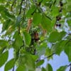 Kirschernte per Hand: Mann pflückt Kirschen vom Baum, zwischen grünen Blättern sichtbar