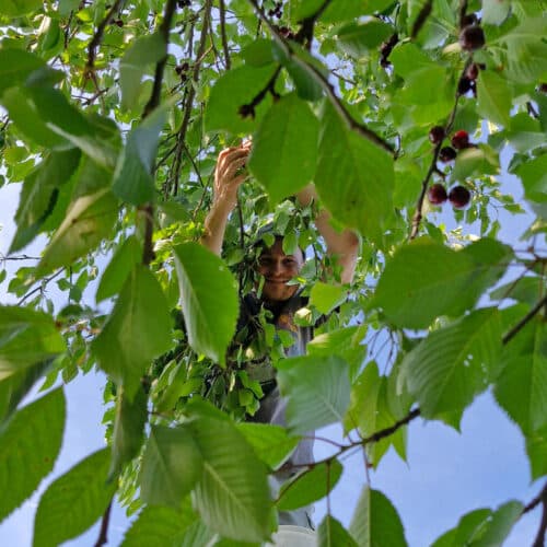 Kirschernte per Hand: Mann pflückt Kirschen vom Baum, zwischen grünen Blättern sichtbar
